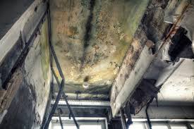 Best Real Estate Mold Inspection  in Texkana, AR